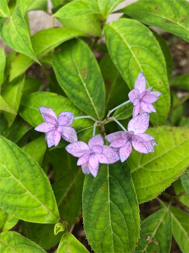 f:id:s_1000spring:20230605163334j:image f:id:s_1000spring:20230605163334j:image