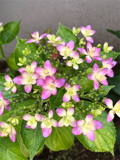 f:id:s_1000spring:20230605163337j:image f:id:s_1000spring:20230605163337j:image