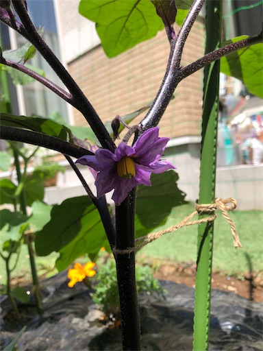 f:id:s_1000spring:20230607101836j:image