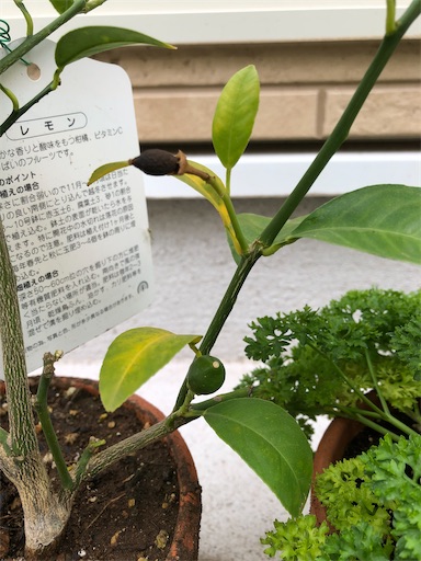 f:id:s_1000spring:20230610075805j:image