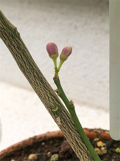 f:id:s_1000spring:20230614173612j:image