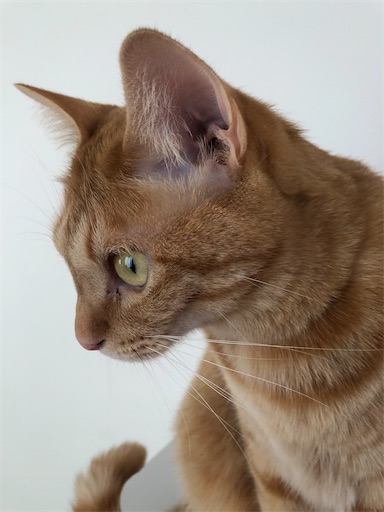 f:id:s_1000spring:20230617070155j:image