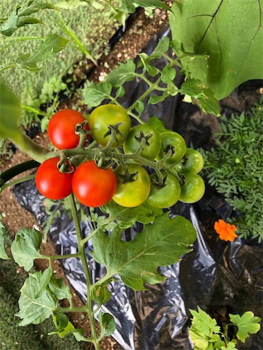 f:id:s_1000spring:20230711074719j:image