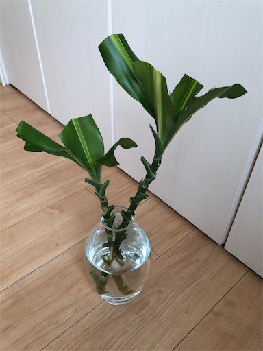 f:id:s_1000spring:20230719112156j:image f:id:s_1000spring:20230719112156j:image