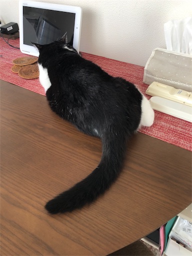 f:id:s_1000spring:20230731071242j:image