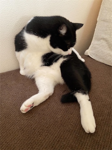 f:id:s_1000spring:20230825201522j:image