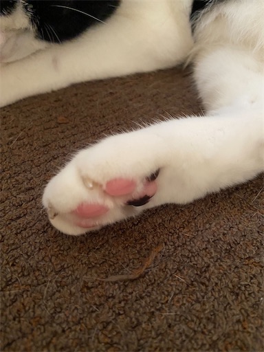 f:id:s_1000spring:20230825201530j:image