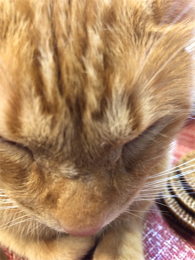 f:id:s_1000spring:20230914211357j:image