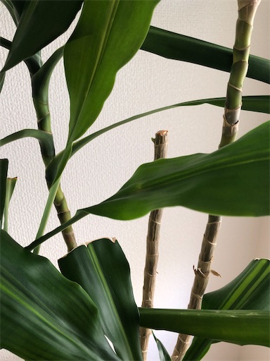 f:id:s_1000spring:20230929105005j:image