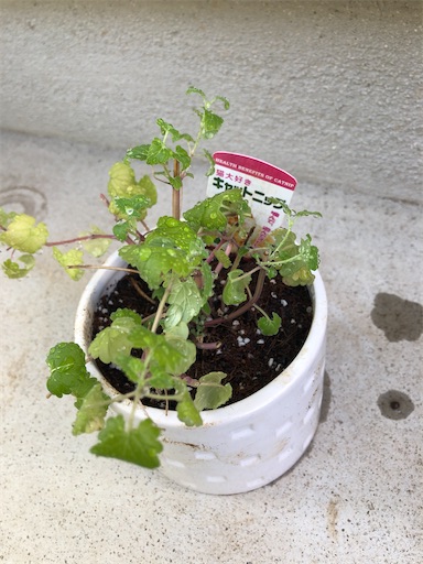 f:id:s_1000spring:20231020122332j:image f:id:s_1000spring:20231020122332j:image