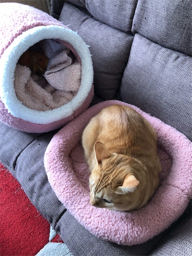 f:id:s_1000spring:20231127123425j:image f:id:s_1000spring:20231127123425j:image