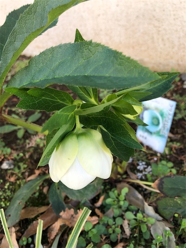 f:id:s_1000spring:20240303102248j:image