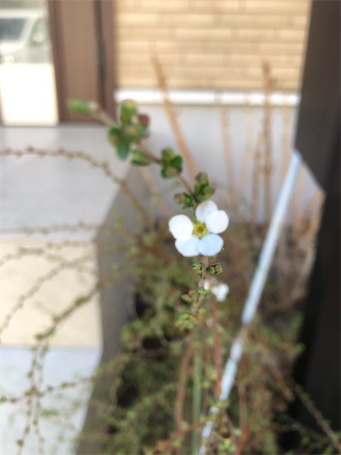 f:id:s_1000spring:20240303102318j:image