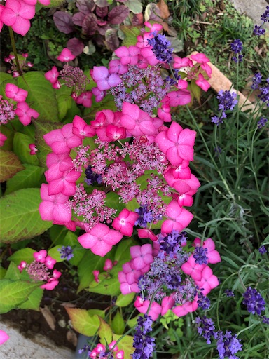 f:id:s_1000spring:20240529094935j:image