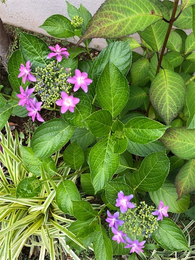 f:id:s_1000spring:20240529094938j:image