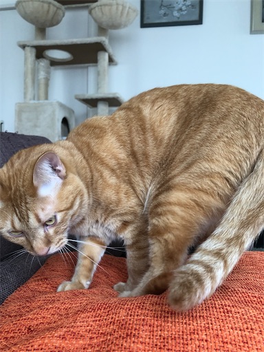 f:id:s_1000spring:20240530070327j:image f:id:s_1000spring:20240530070327j:image