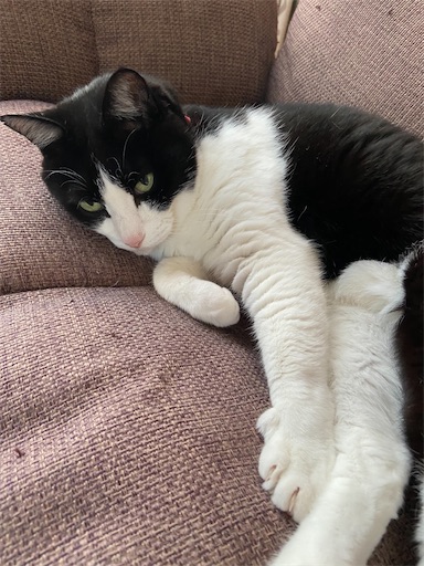 f:id:s_1000spring:20240612065644j:image f:id:s_1000spring:20240612065644j:image