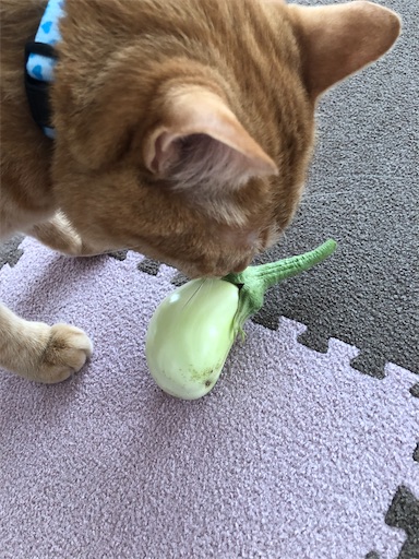 f:id:s_1000spring:20240614091027j:image