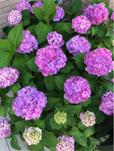 f:id:s_1000spring:20240615061608j:image