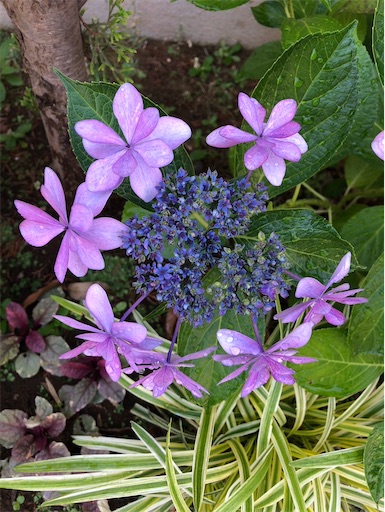 f:id:s_1000spring:20240615061610j:image