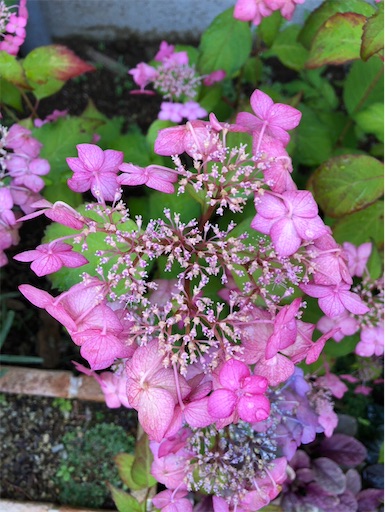 f:id:s_1000spring:20240615061613j:image