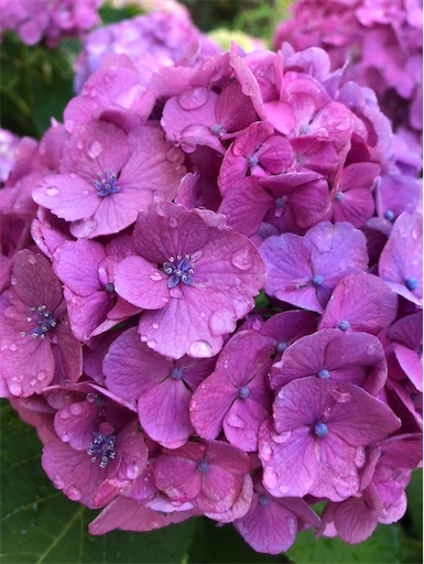 f:id:s_1000spring:20240615061632j:image