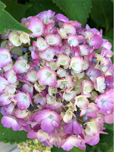 f:id:s_1000spring:20240615061635j:image