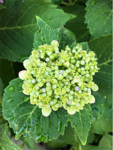 f:id:s_1000spring:20240615061637j:image