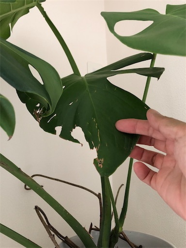 f:id:s_1000spring:20240616120600j:image f:id:s_1000spring:20240616120600j:image