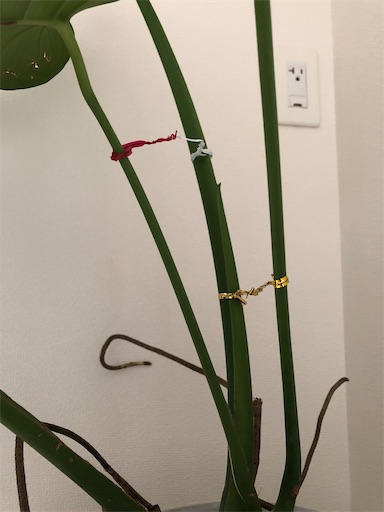 f:id:s_1000spring:20240616120603j:image f:id:s_1000spring:20240616120603j:image