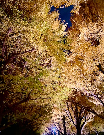 外苑前のイチョウ並木