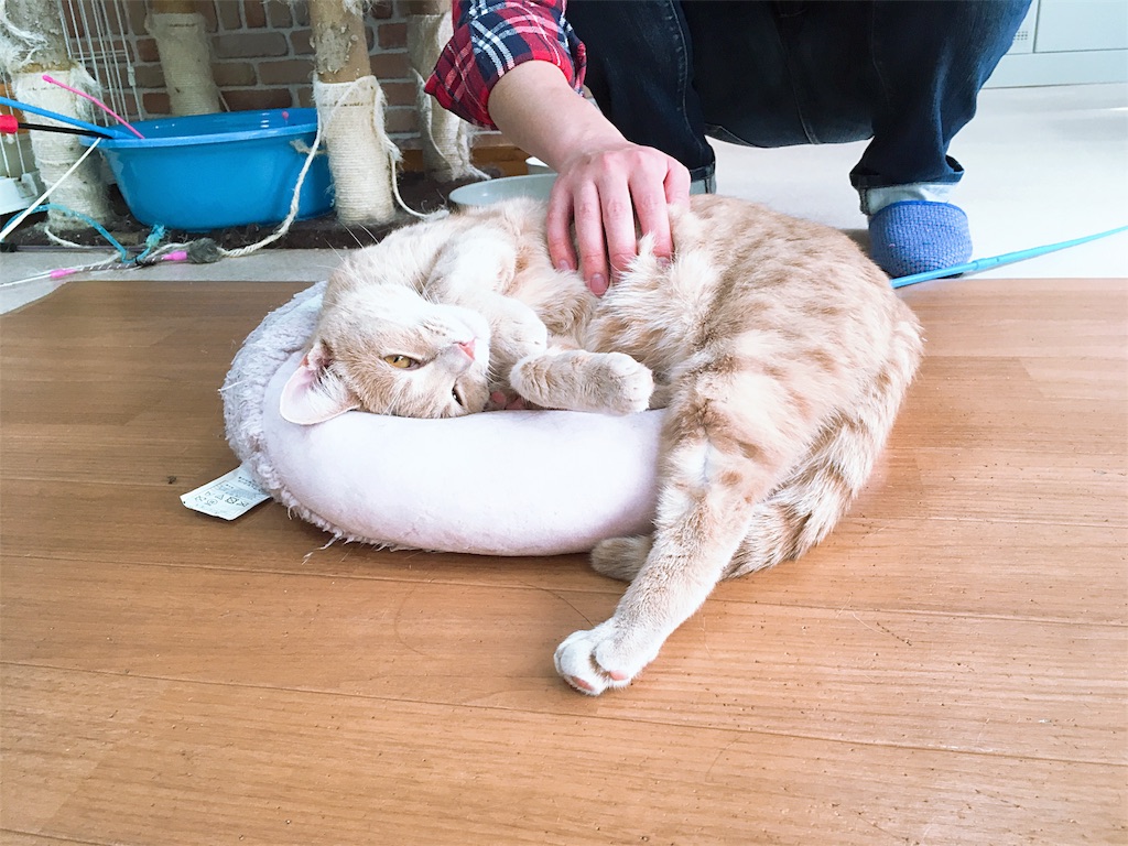f:id:s_krkn:20180505182643j:image