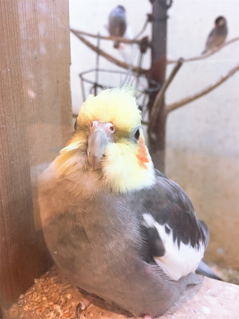 f:id:s_krkn:20180505183429j:image