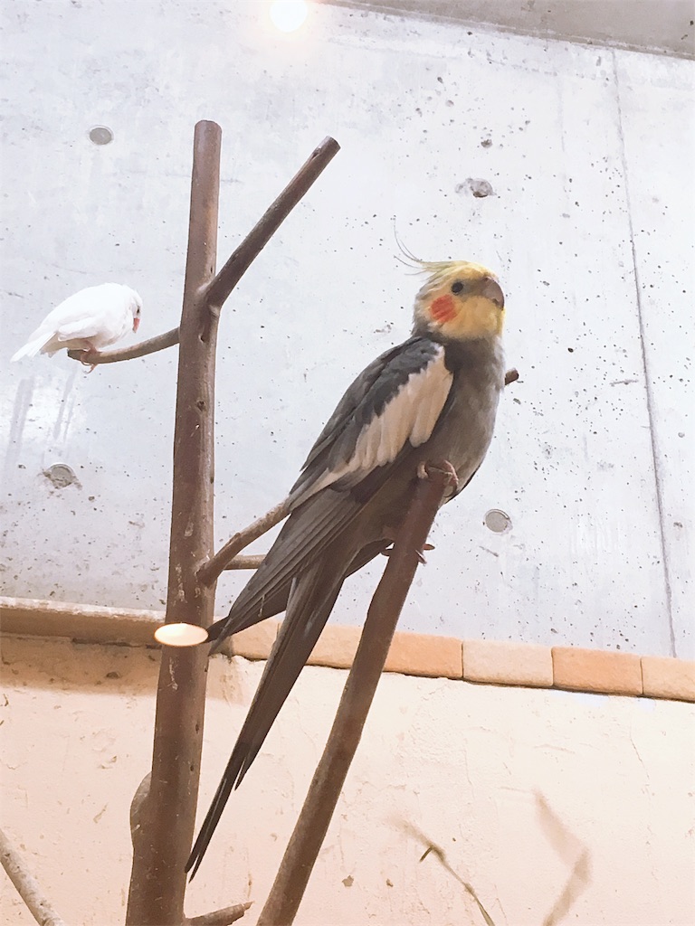f:id:s_krkn:20180505183437j:image