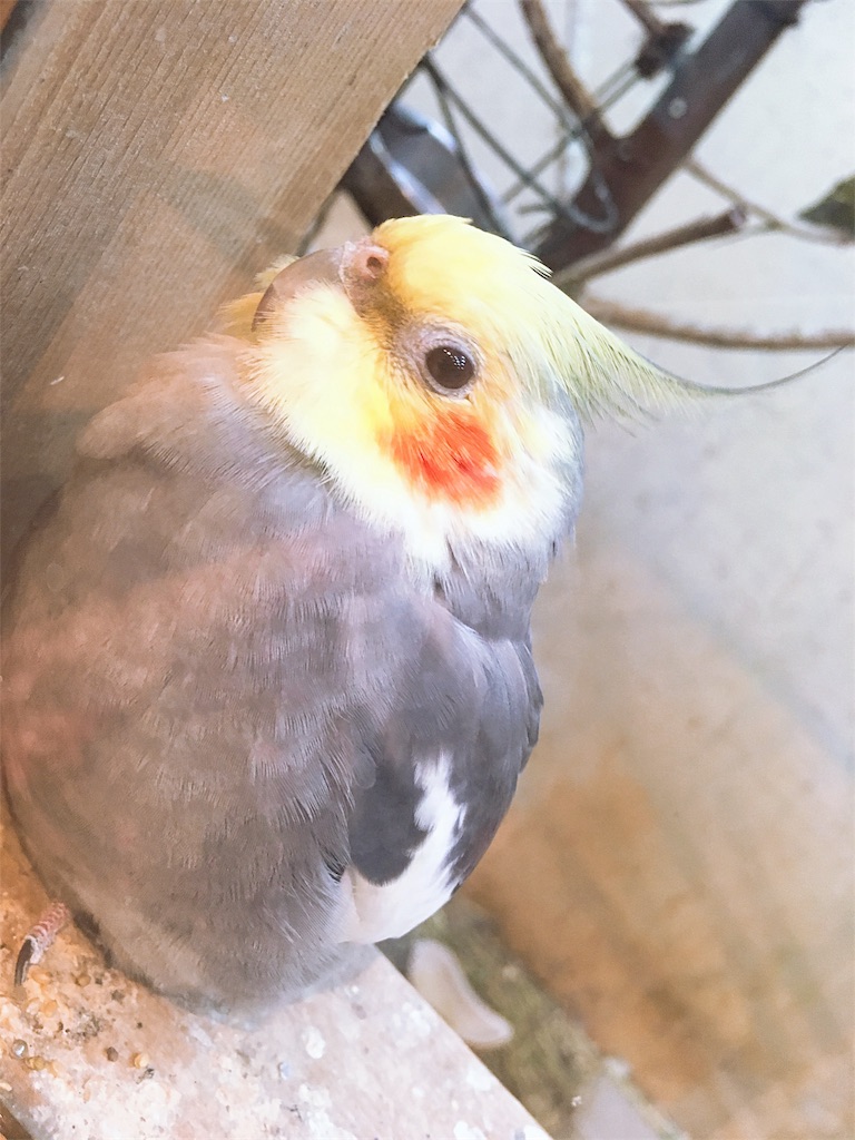 f:id:s_krkn:20180505183448j:image