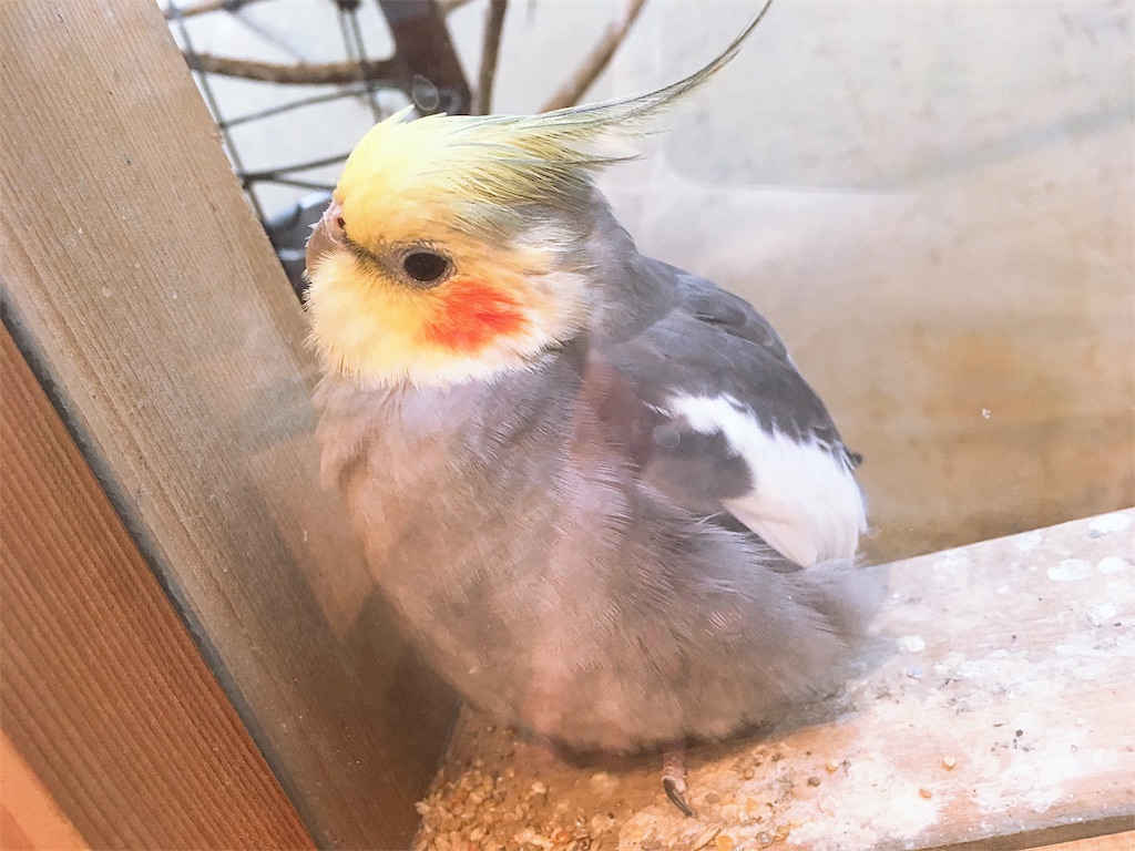 f:id:s_krkn:20180505183529j:image