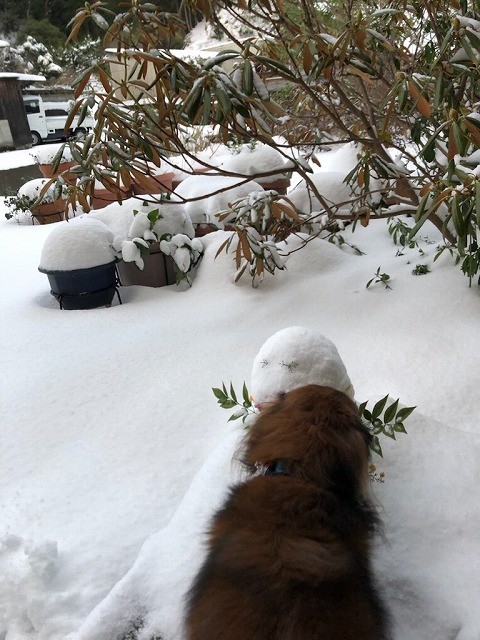 f:id:s_life_ehime:20210111132605j:plain