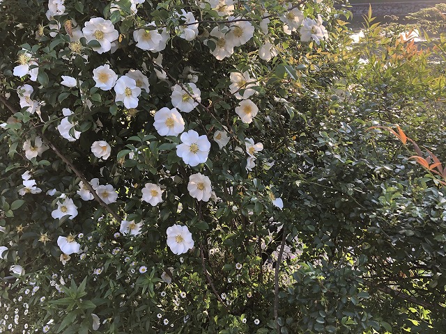 f:id:s_life_ehime:20210427133621j:plain