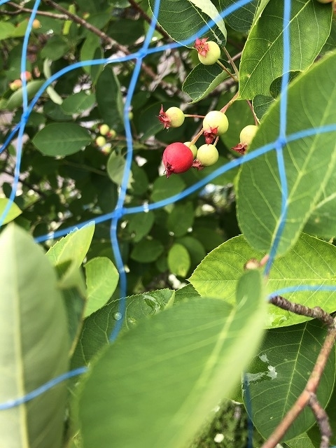 f:id:s_life_ehime:20210518081928j:plain