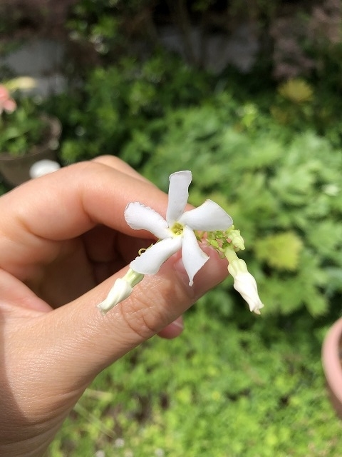 f:id:s_life_ehime:20210518083652j:plain