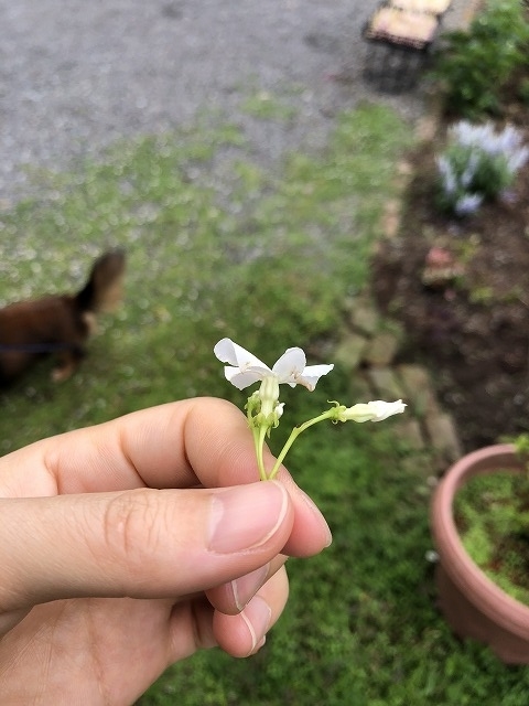 f:id:s_life_ehime:20210518083706j:plain