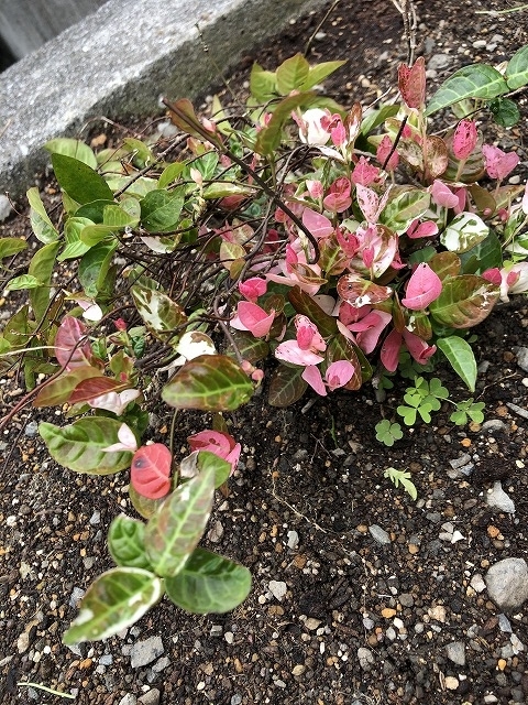 f:id:s_life_ehime:20210518085116j:plain