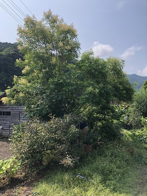 f:id:s_life_ehime:20210806144625j:plain