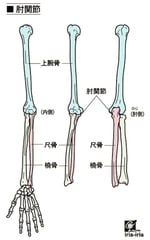 骨の名前 - 週間ダイジェスト+