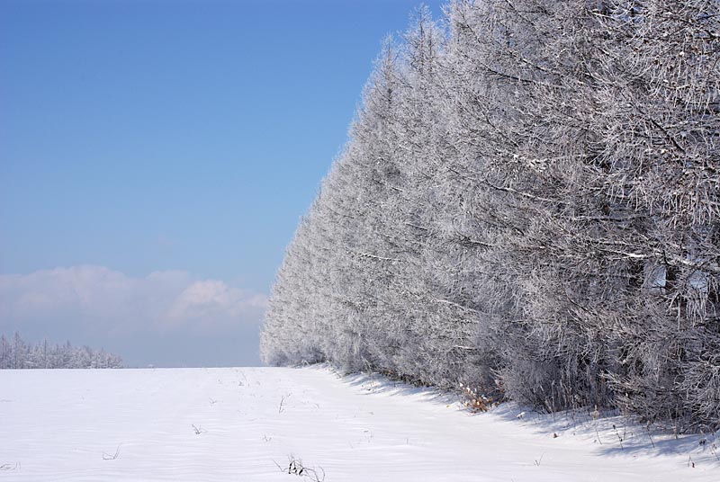 f:id:s_sawada:20070201120631j:image:w600