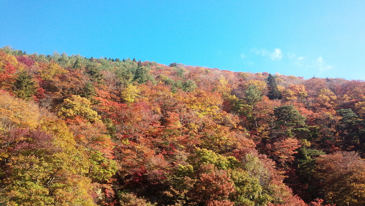 f:id:s_sora_315:20200424183447j:plain