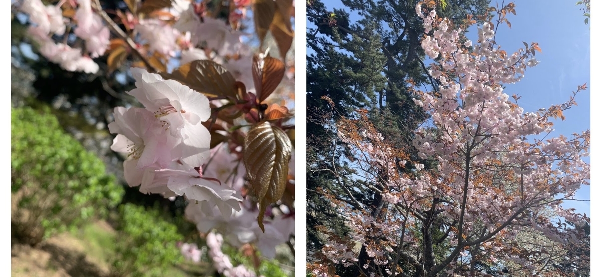 f:id:s_sphere_s:20191216234540j:plain お花の写真