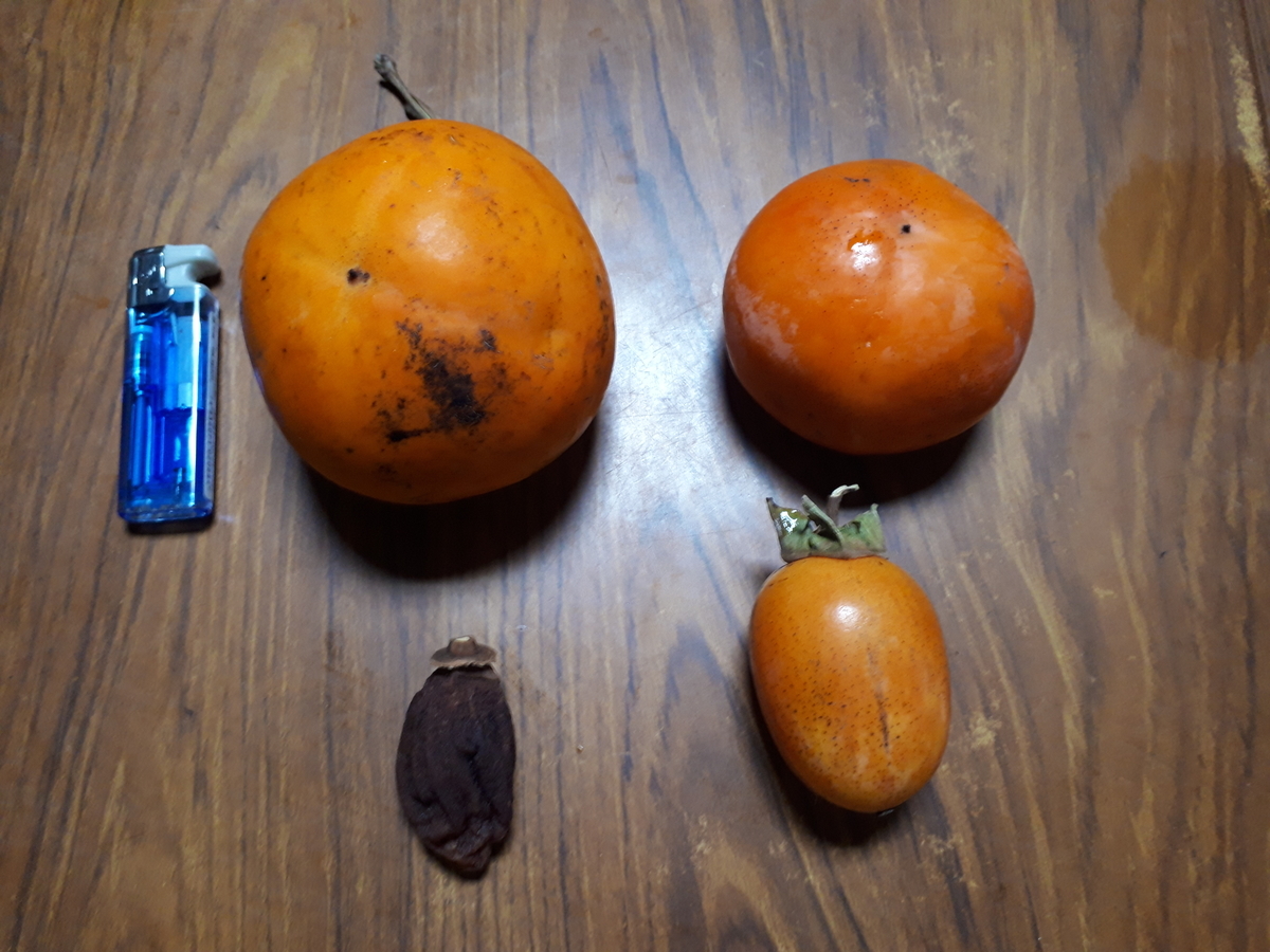 f:id:s_suetch:20191123131915j:plain f:id:s_suetch:20191123131915j:plain