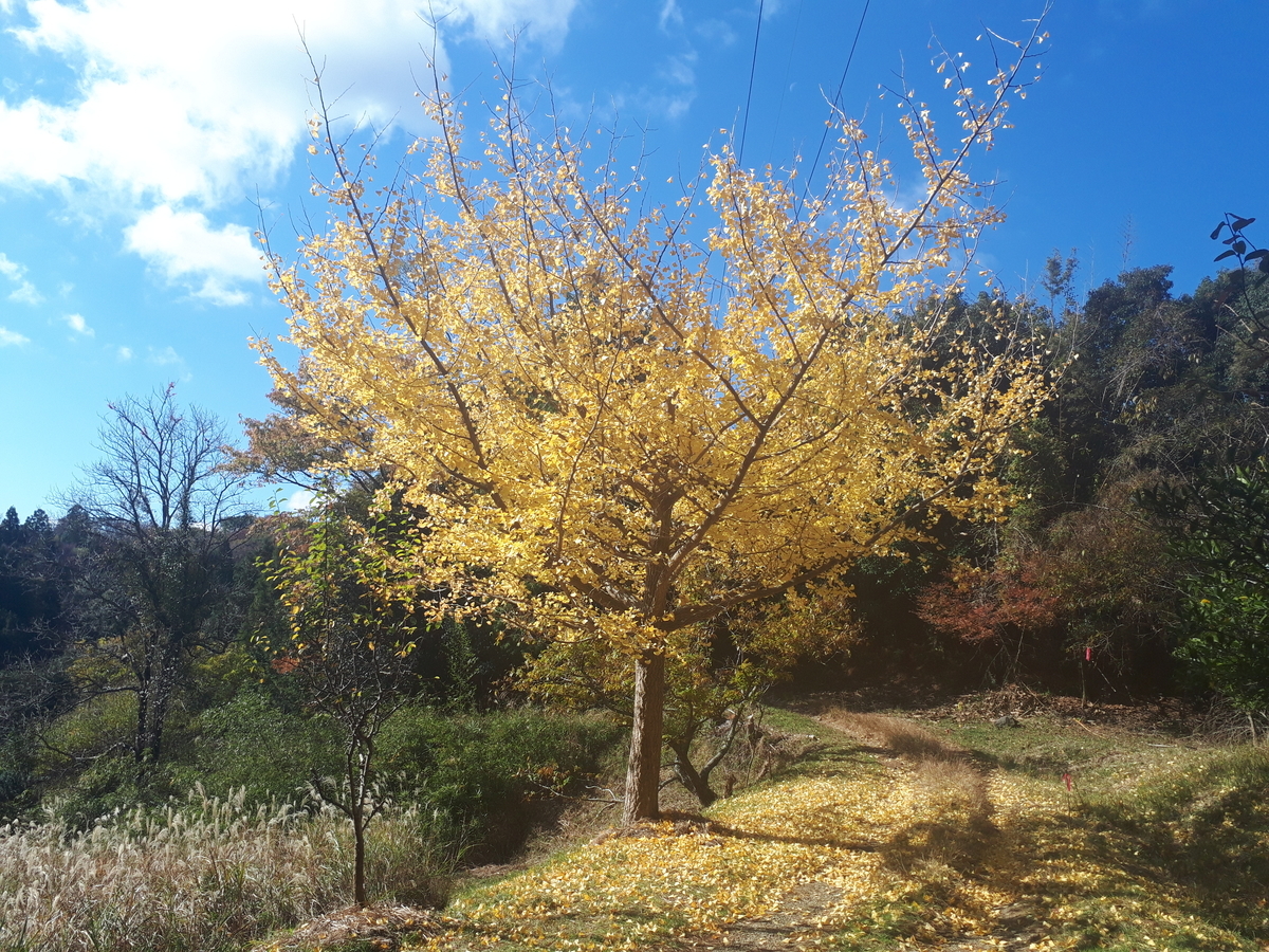 f:id:s_suetch:20191123140530j:plain f:id:s_suetch:20191123140530j:plain