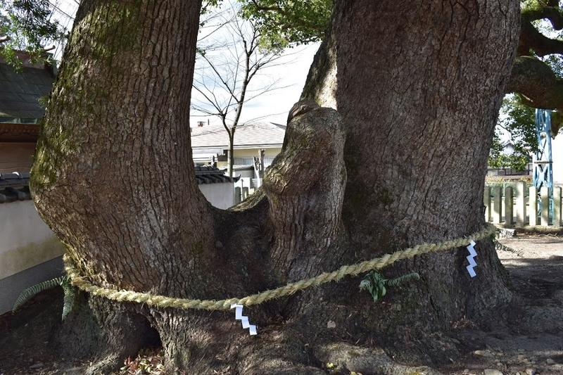 f:id:s_tenpa:20210107164118j:plain